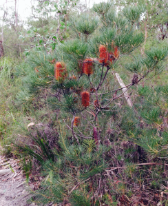 Banksia brownii