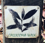Callicoma Walk