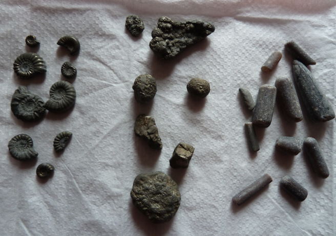 Our fossil finds